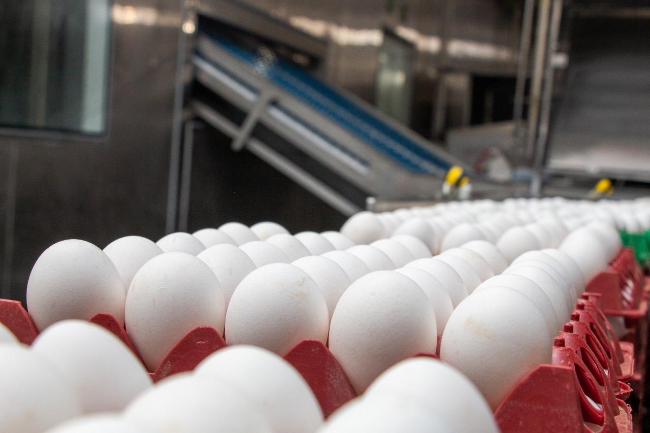 Exportações de ovos crescem 217,8% em setembro