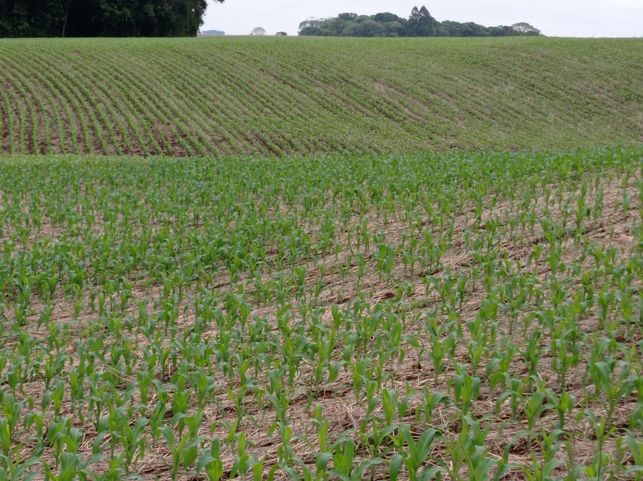 Plantio do milho atinge 70% da área prevista para RS