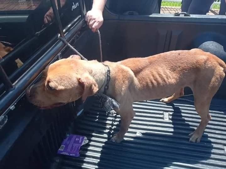BRIGADA MILITAR E CORPO DE BOMBEIROS RESGATAM CÃO EM SITUAÇÃO DE MAUS-TRATOS, EM VACARIA