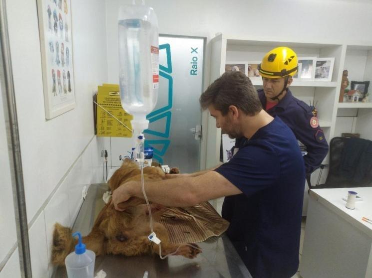 Cachorra é amarrada em veículo e arrastada por cerca de 1km no Vale do Taquari