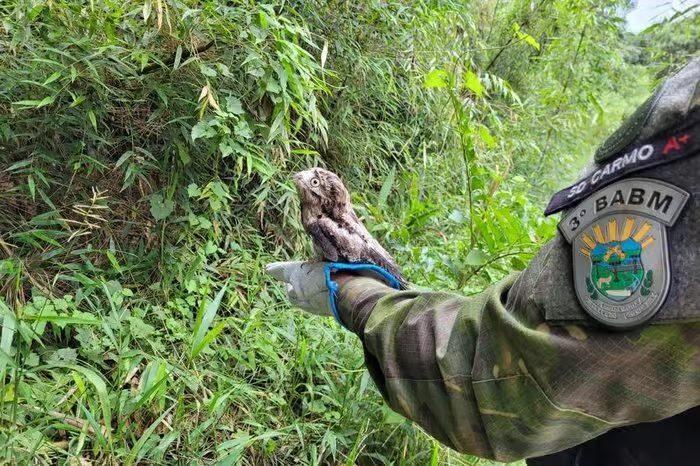 Conhecida como “fantasma das florestas”, ave é resgatada em São José do Ouro