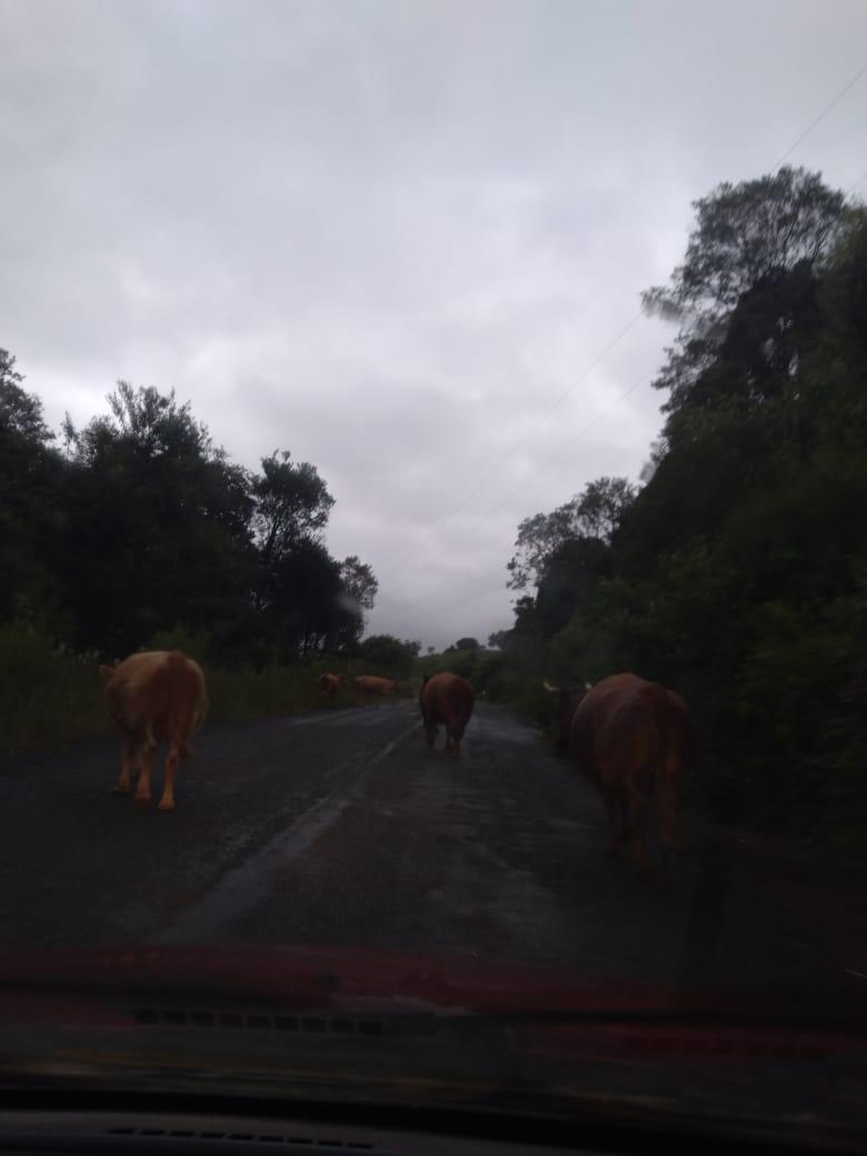 Acidente de trânsito causado por animal solto na via pública, de quem é a responsabilidade?