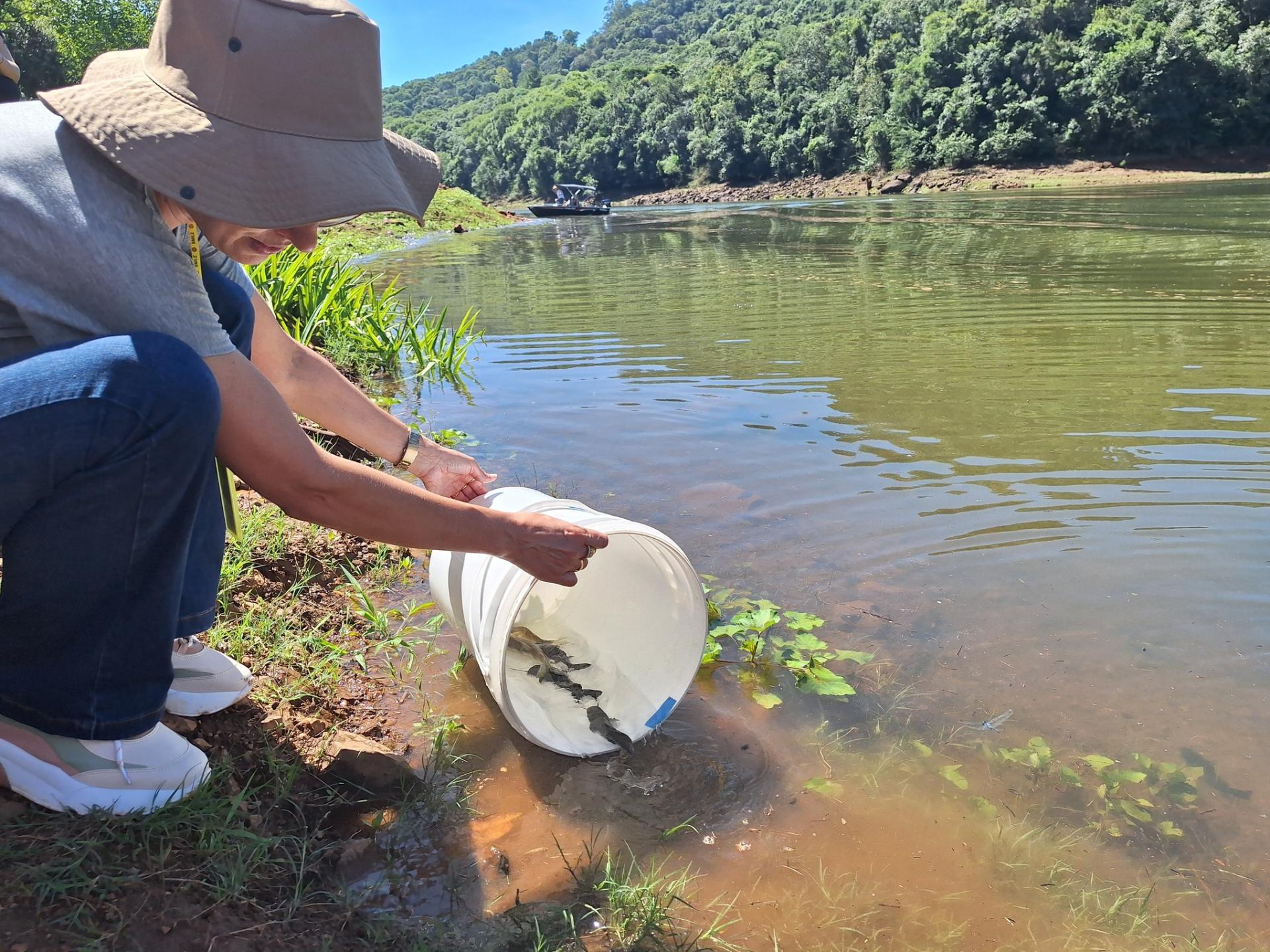 Consórcio Machadinho realiza mais uma soltura de peixes