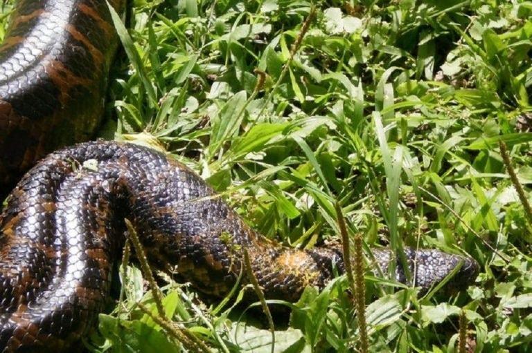 É possível que sejam sucuris”, diz especialista sobre relatos de cobras no noroeste gaúcho