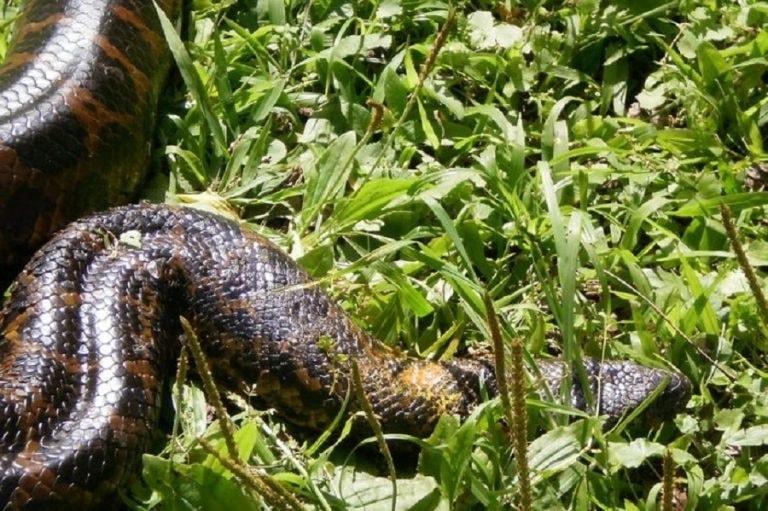 É possível que sejam sucuris”, diz especialista sobre relatos de cobras no noroeste gaúcho