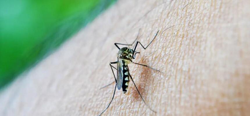Já são quase cem mortes por dengue no RS em 2024