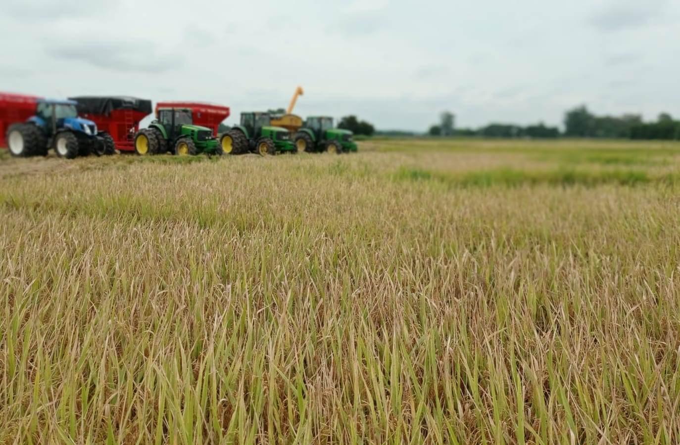 Produtores do RS dão sequência à colheita dos grãos