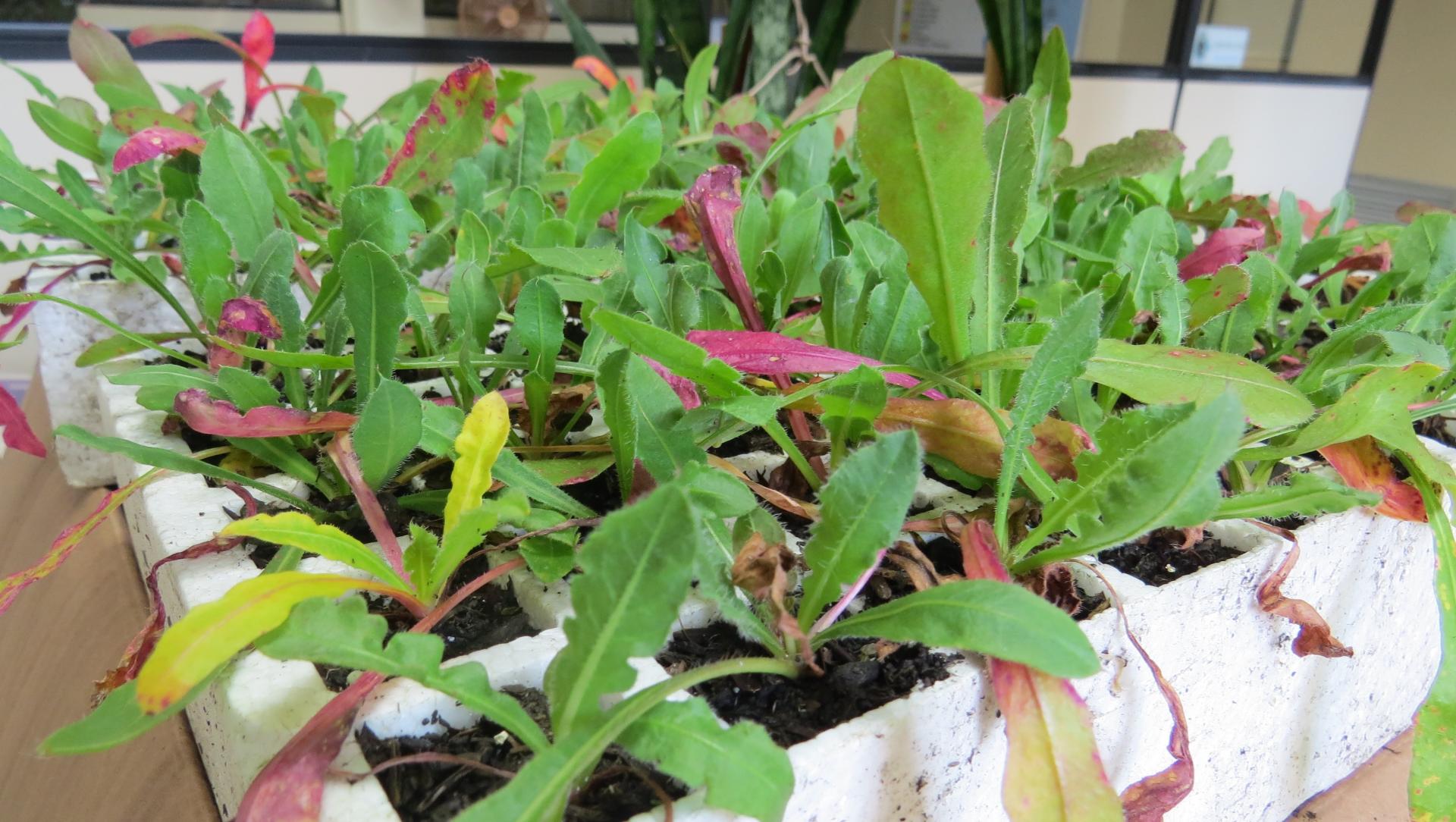 Mudas da 13ª fase do Projeto Flores para Todos são entregues a produtores na Serra