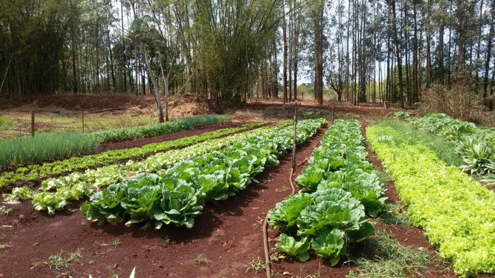 Estado divulga lista preliminar de classificados em projeto de apoio a jovens da agricultura familiar