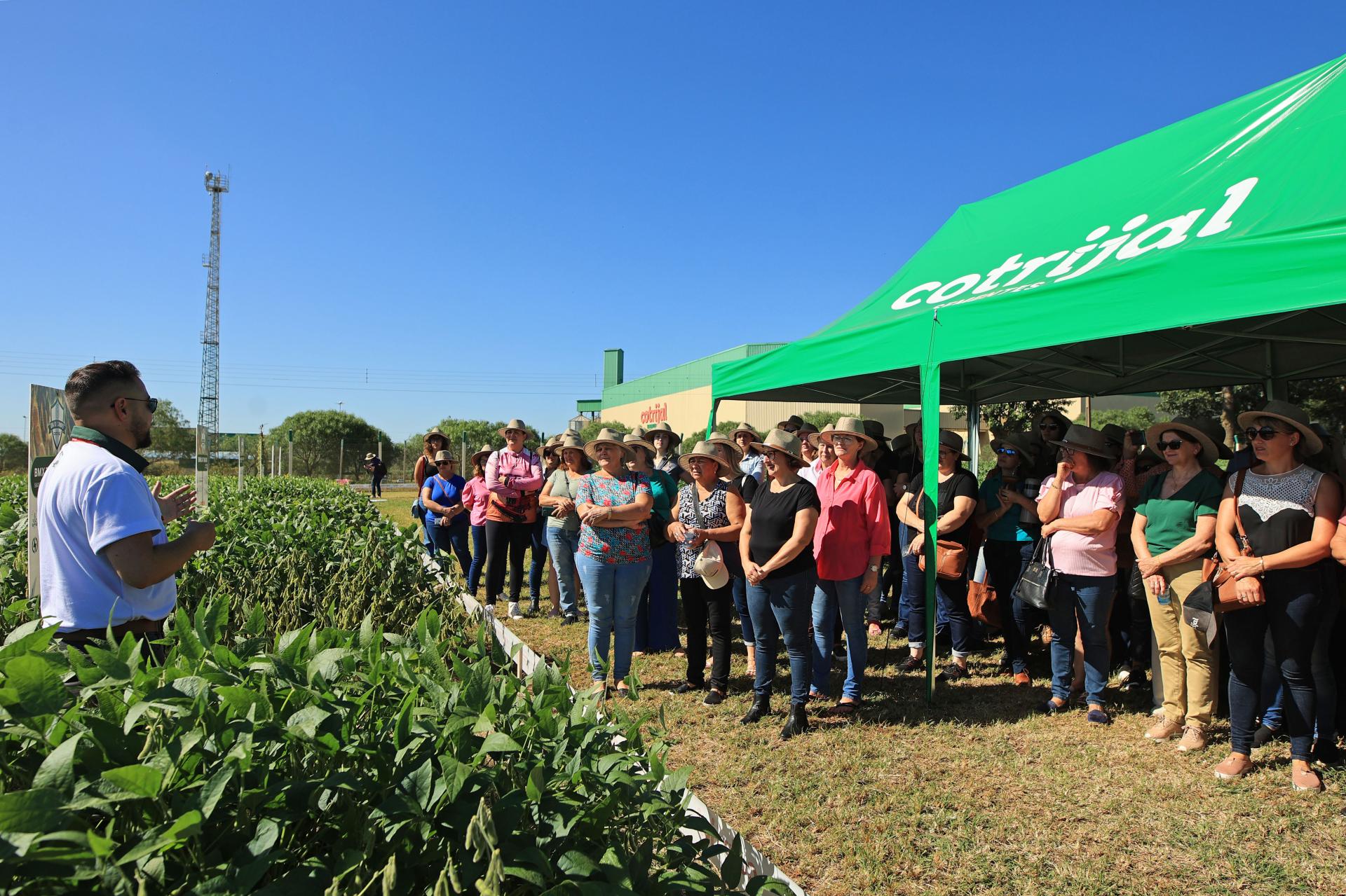 Cotrijal promove Dia de Campo para apresentar pesquisas e inovações em produção vegetal