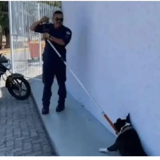 Criança é atacada por pitbull em Passo Fundo e socorrida às pressas