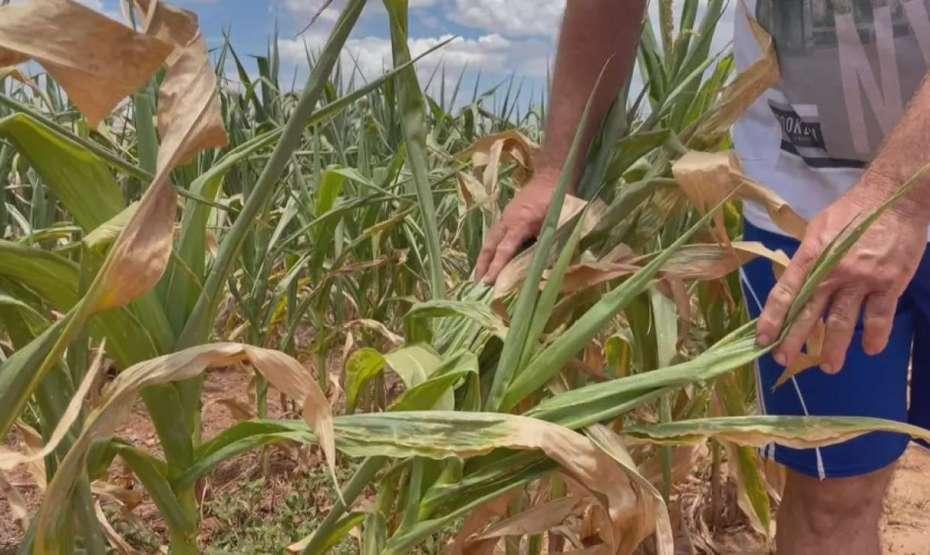 Estiagem afeta 102 municípios do Rio Grande do Sul e causa prejuízos milionários