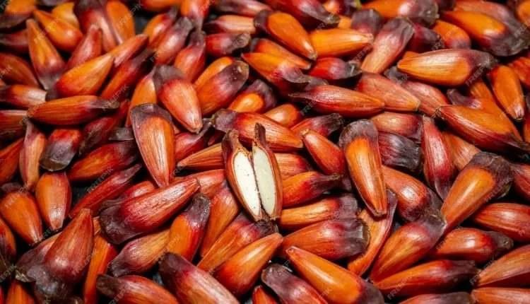 Campanha alerta sobre prejuízos da colheita precoce do pinhão na região da Rota d Sol