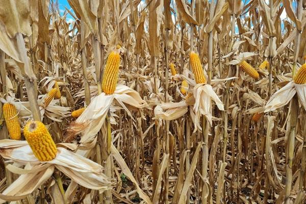 Colheita dos grãos de verão continua no RS, com milho atingindo 64% das lavouras
