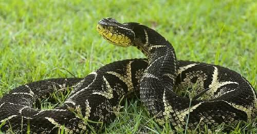 Criança é picada por maior serpente peçonhenta do Sul do Brasil em SC