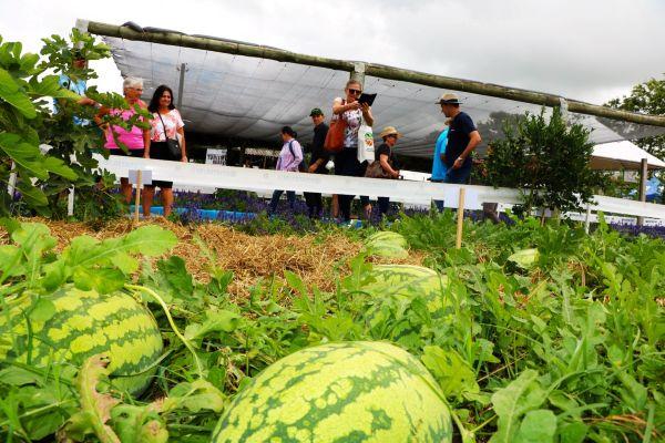 Expoagro Afubra 2025 - Espaço Casa da Emater destaca fruticultura como alternativa para garantia da segurança e soberania alimentar