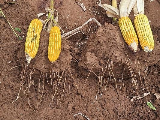 Expoagro Afubra - Conservação e preservação do solo e da água são destaque em seminário