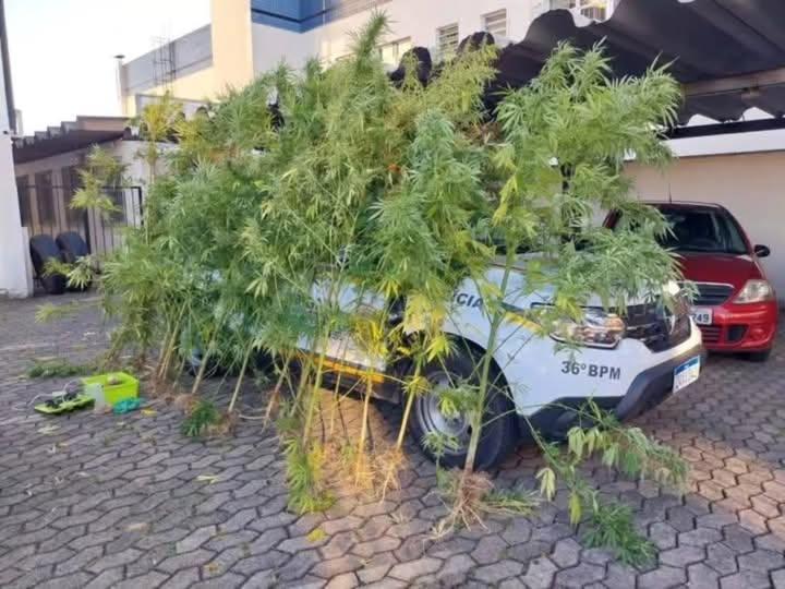 HOMEM É PRESO COM PLANTAÇÃO DE MACONHA NO BAIRRO NOVA VICENZA, EM FARROUPILHA