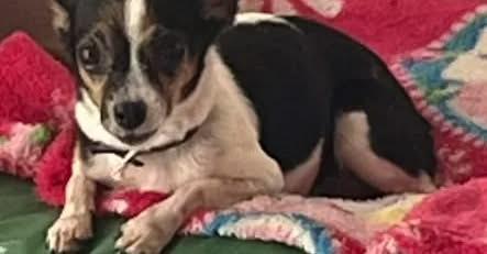 Servidor da prefeitura de São Marcos é demitido após matar cachorrinha com chute