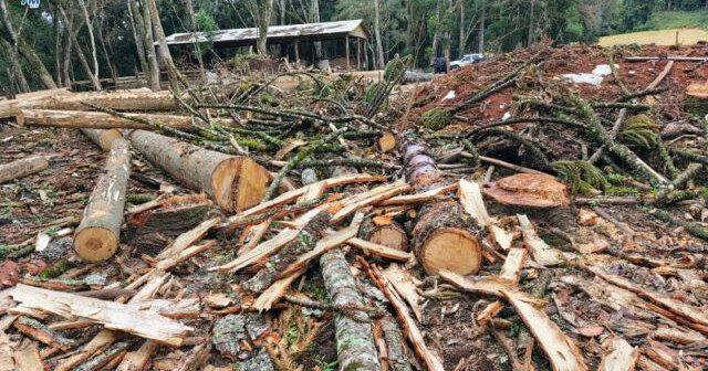 Brigada Militar constata crime ambiental em Ibiraiaras