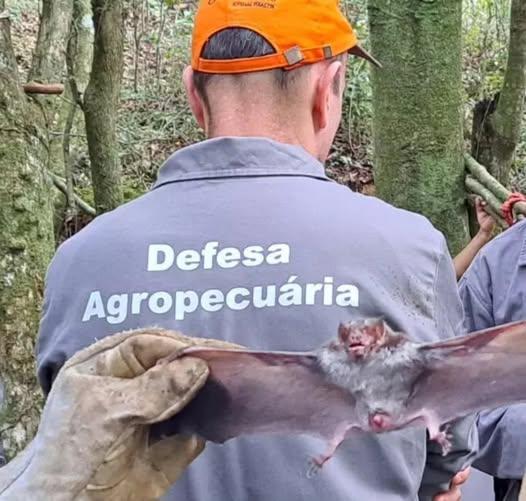 Secretaria da Agricultura emite alerta sanitário para raiva herbívora no Norte gaúcho