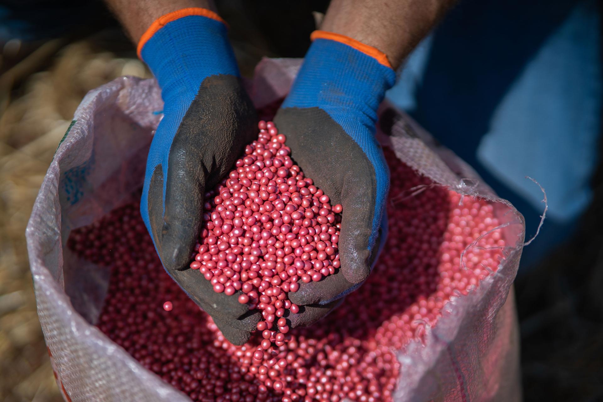 Semente da Nossa Terra: campanha da Cotrijal destaca força e identidade gaúcha da produção
