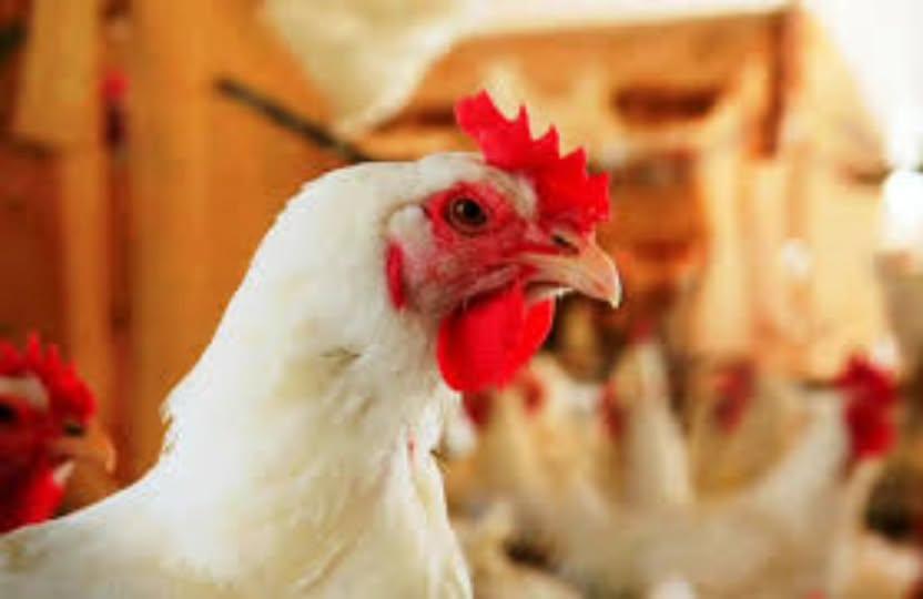 Primeiro caso de gripe aviária em granja comercial do Brasil é detectado no RS, diz Ministério da Agricultura
