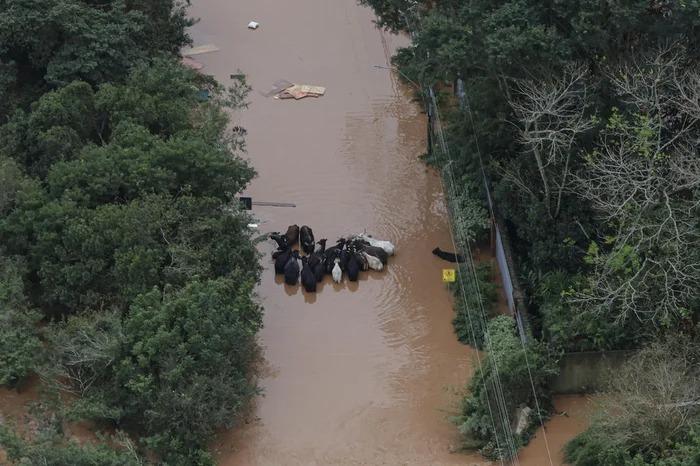 Um ano após a enchente, RS segue sem plano para salvar animais em emergências, alerta entidade
