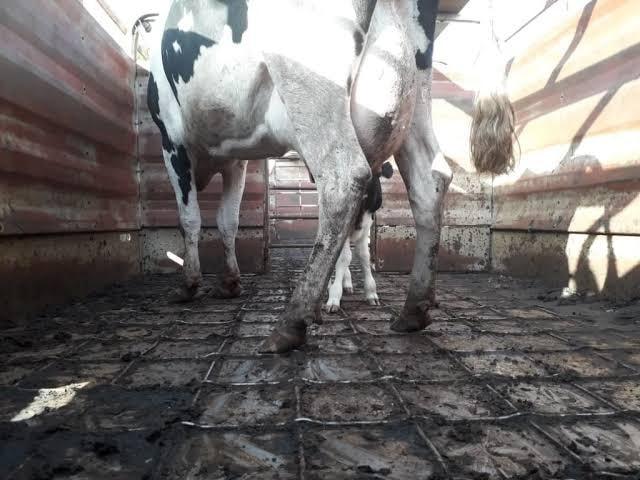 Juíza determina suspensão do abate de animais gestantes no RS