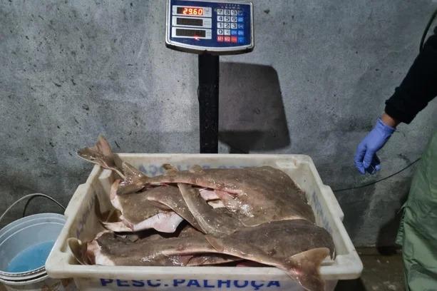Oito pessoas são presas por comércio ilegal de tubarões e outras espécies ameaçadas em Guaíba