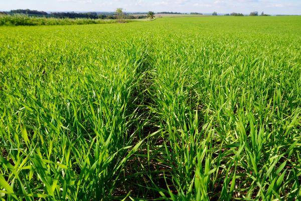 Plantio do trigo no RS chega a 92% da áres projetada para esta safra
