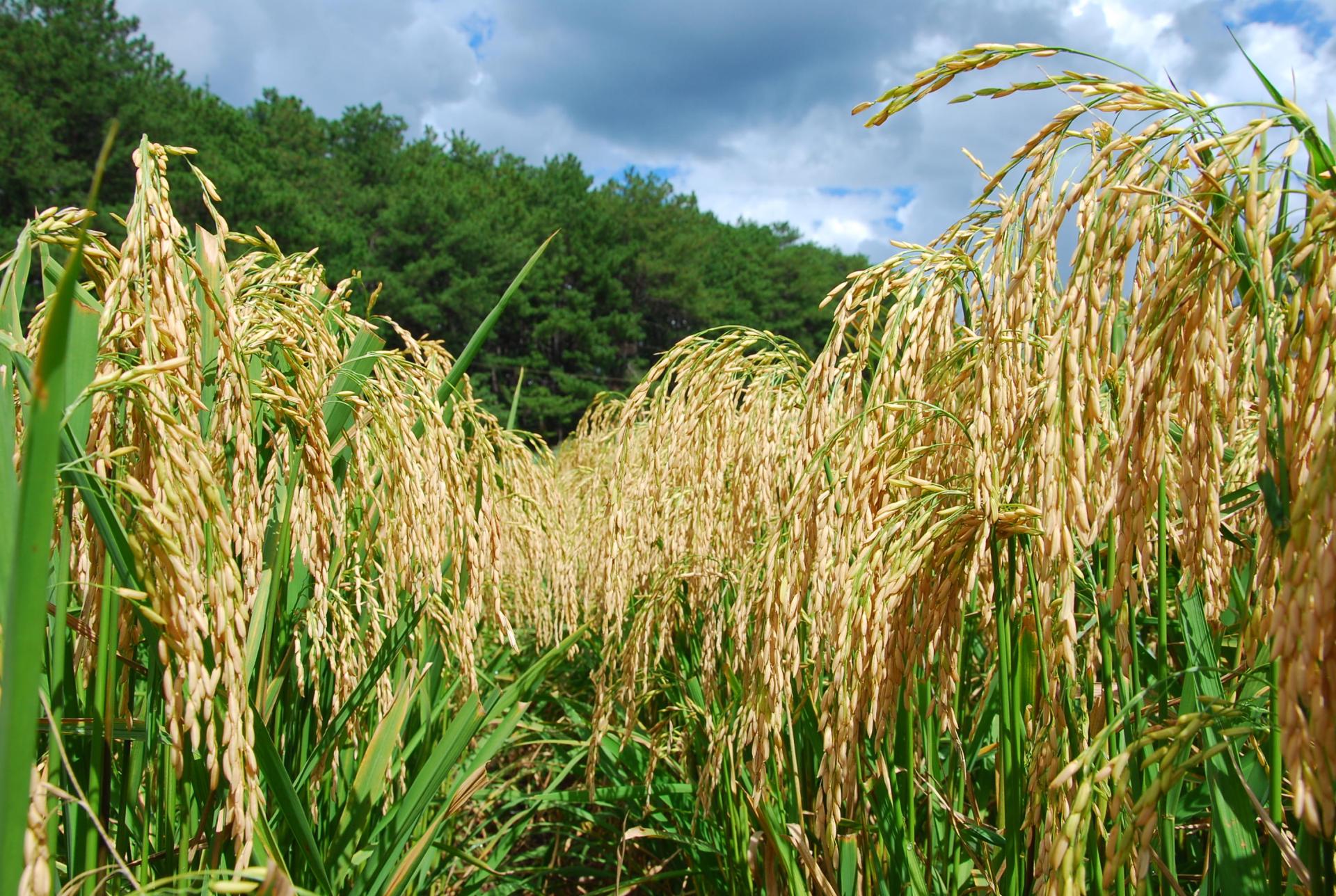 Conab negocia 109,2 mil toneladas de arroz em operações de Contrato de Opção de Venda