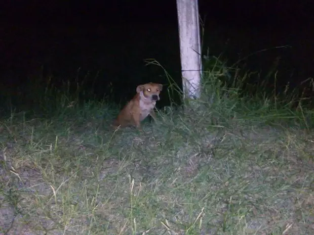 Idoso morre após ser atacado por quatro pitbulls no Rio Grande do Sul