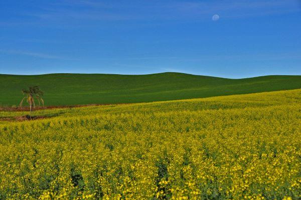 Inicia colheita da canola no RS