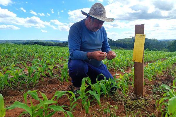 Monitoramento integrado busca prevenir danos da cigarrinha-do-milho às lavouras gaúchas