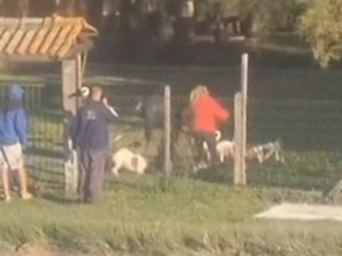 Morte de idoso após ataque de pitbulls em cidade gaúcha é investigado como homicídio culposo