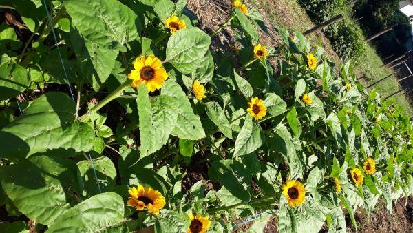 Primavera renova paisagens e inspira projetos de flores no Rio Grande do Sul