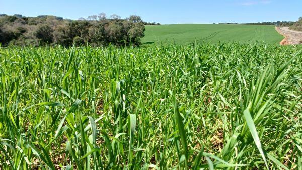 Trigo apresenta desenvolvimento satisfatório no RS