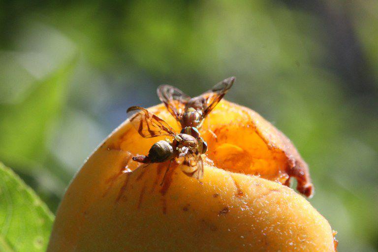 Controle da mosca-das-frutas exige atenção dos produtores rurais