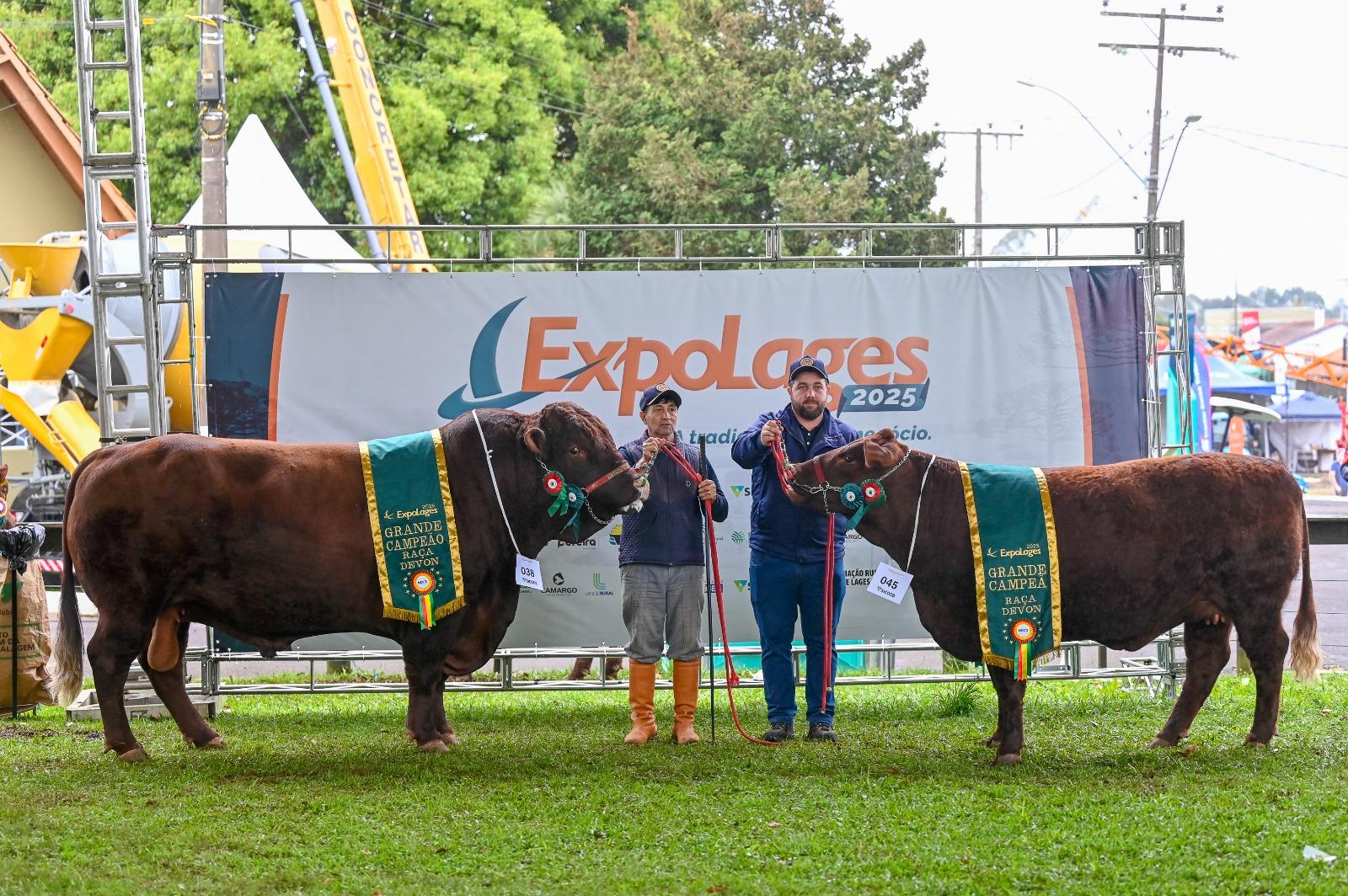 Criatório gaúcho de Devon brilha na Expolages 2025