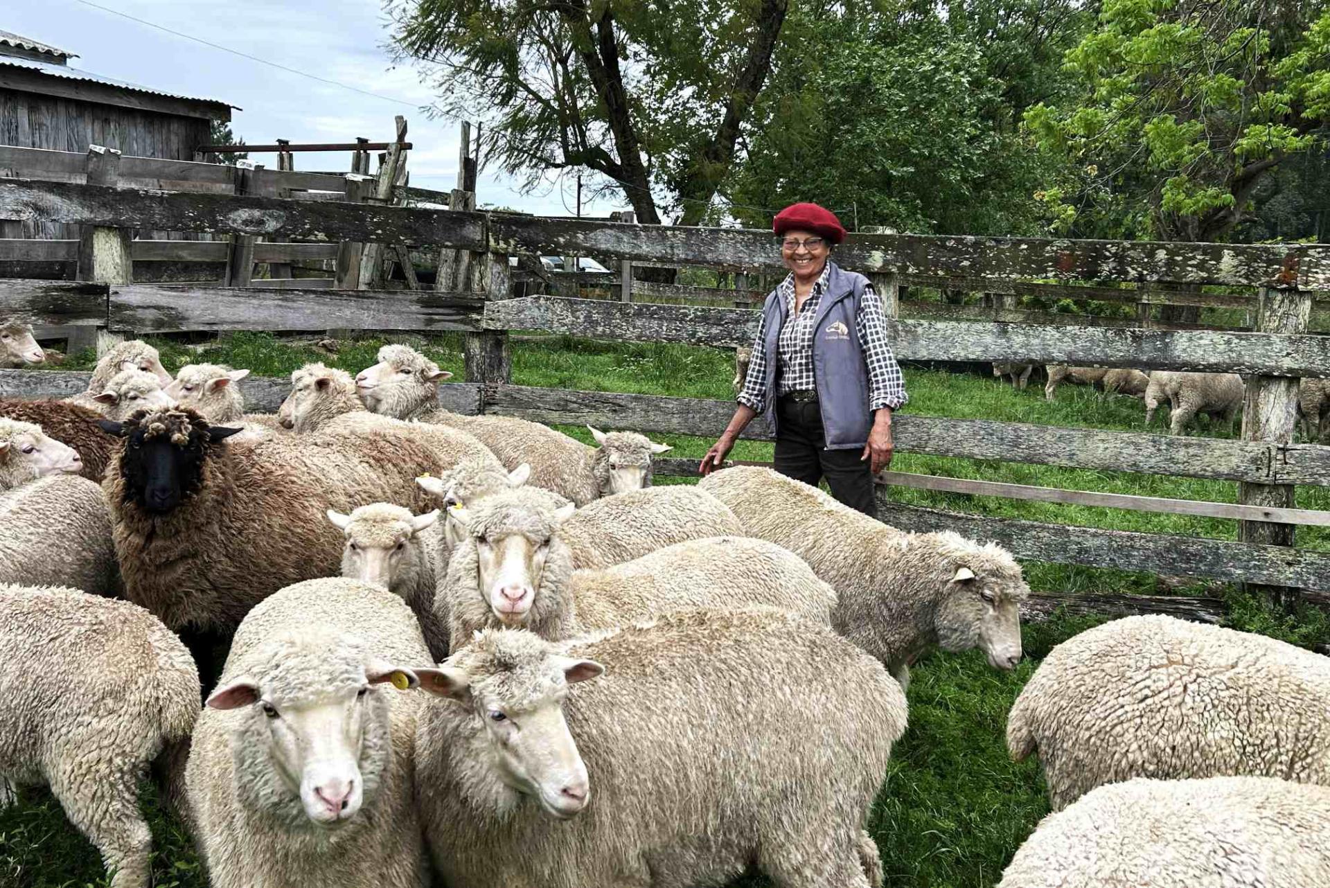 Dia Nacional da Pecuária: produtora de São Pedro do Sul é pioneira na exportação de lã na região Central