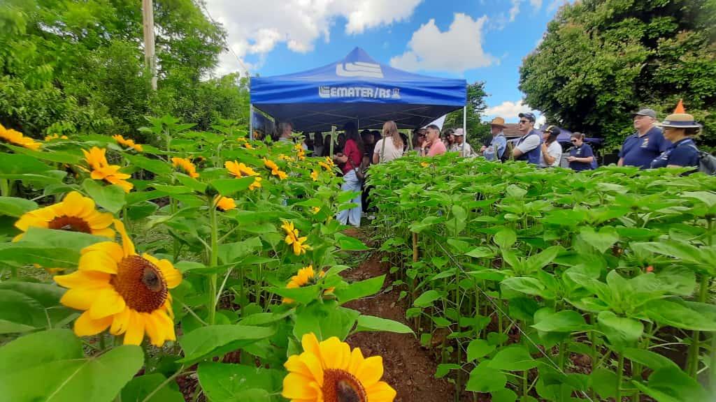 Dia de Campo mostra que cultivo de flores de corte é oportunidade de diversificação e geração de renda