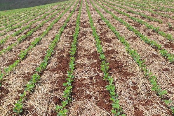 Soja no RS: plantio acelera e desenvolvimento inicial é adequado