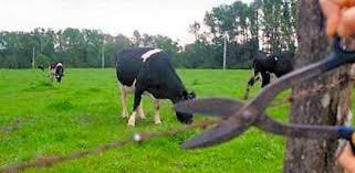 Gado furtado em Pinhal da Serra e localizado no interior de  Barracão