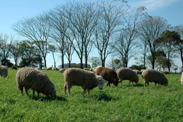Ovinos têm comercialização intensificada no RS