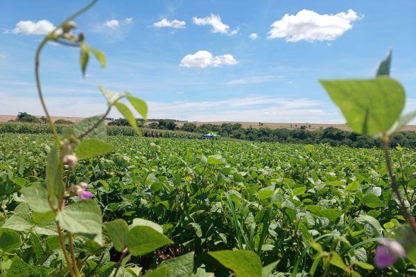 Plantio do Feijão 1ª Safra se aproxima do final no RS