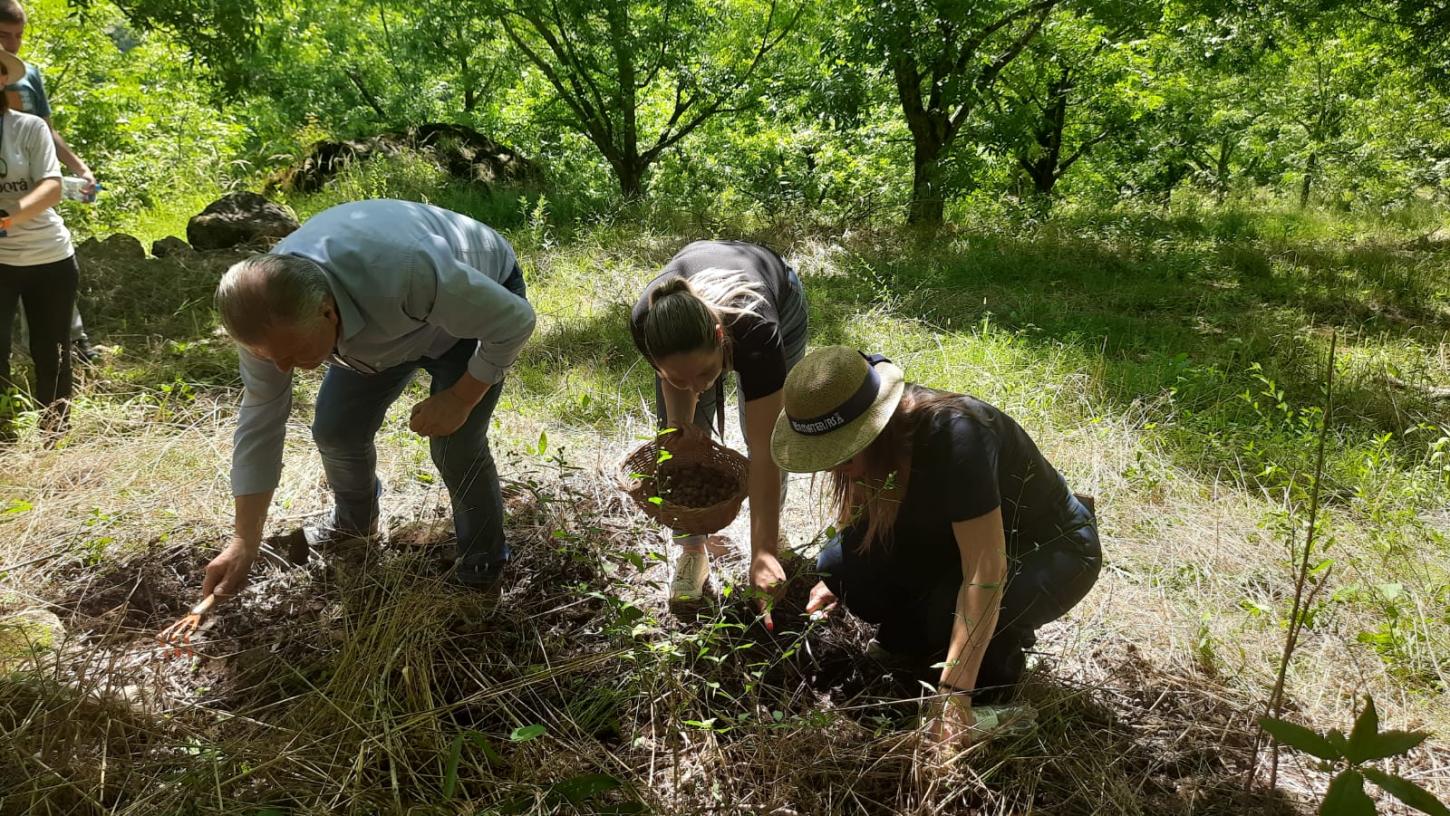 Trufas estão em plena colheita em Cotiporã
