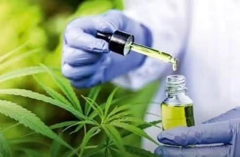 ANVISA PERMITE CULTIVO DE CANNABIS MEDICINAL E LIBERA VENDA DO CANABIDIOL EM FARMÁCIAS