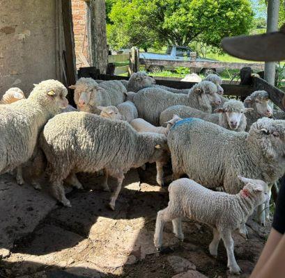 Artesanato em lã ovina impulsiona tradição e autonomia no Rio Grande do Sul
