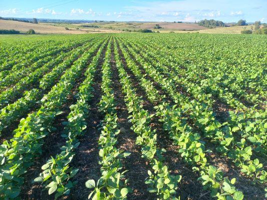 Chuvas recorrentes favorecem lavouras de soja no RS